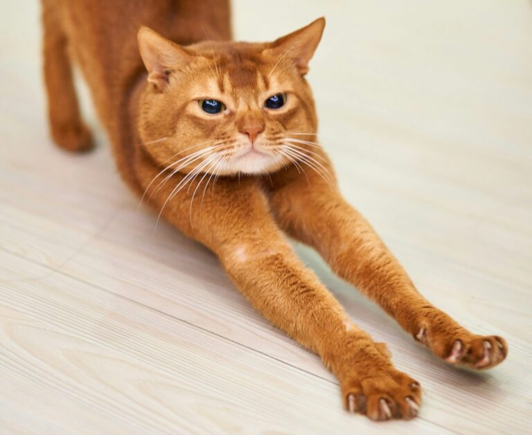 Stretch Smart!